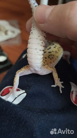 Эублефар мак сноу