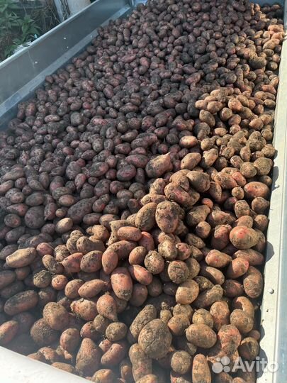 Картофель деревенский