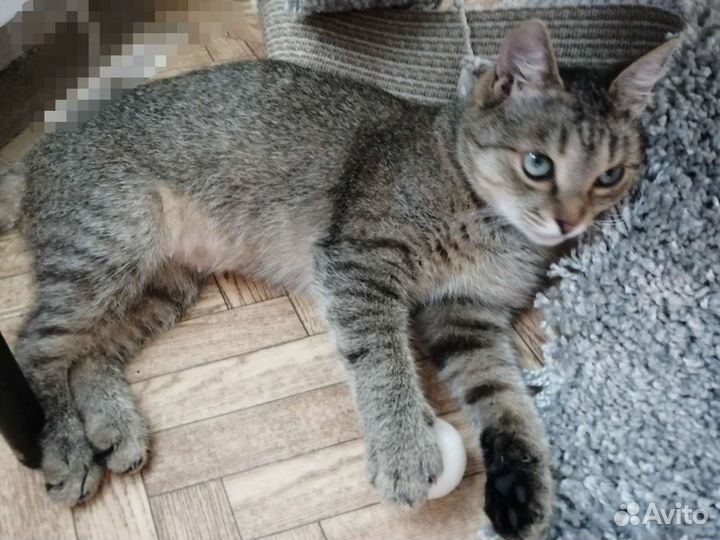 Голубоглазка Соня, стерилизована