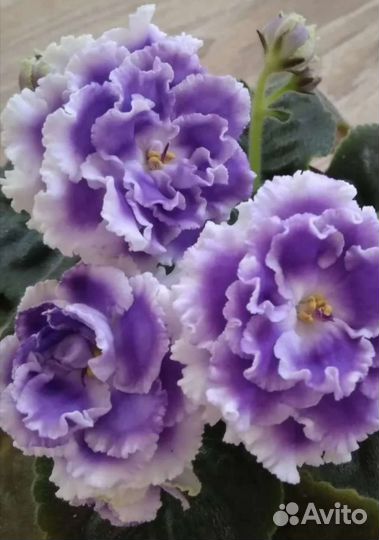 Сортовые фиалки