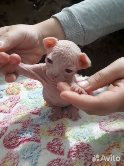 Канадский сфинкс котята