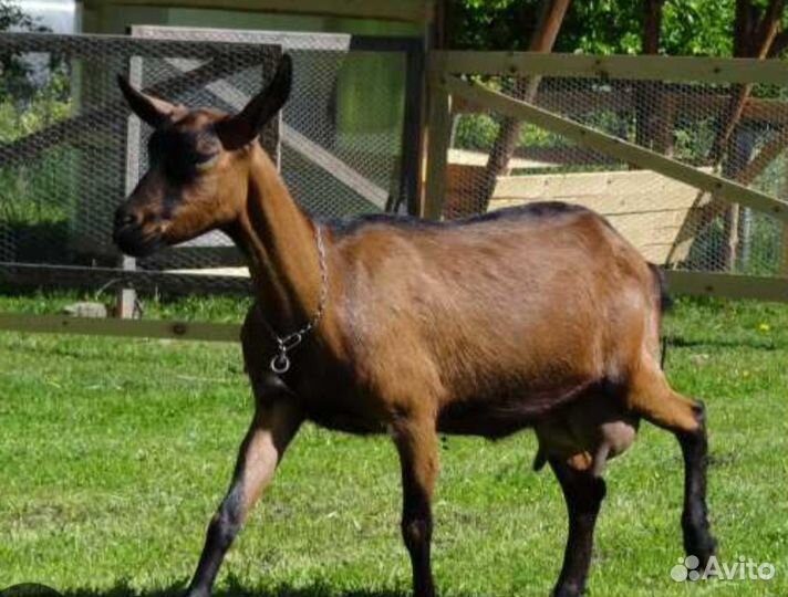 Козы Чешки, вислобрюхие вьетнамские поросята.Бронь