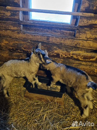 Козочка 7 месяцев. Коза дойная