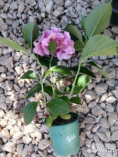 Гортензия крупнолистная розовая