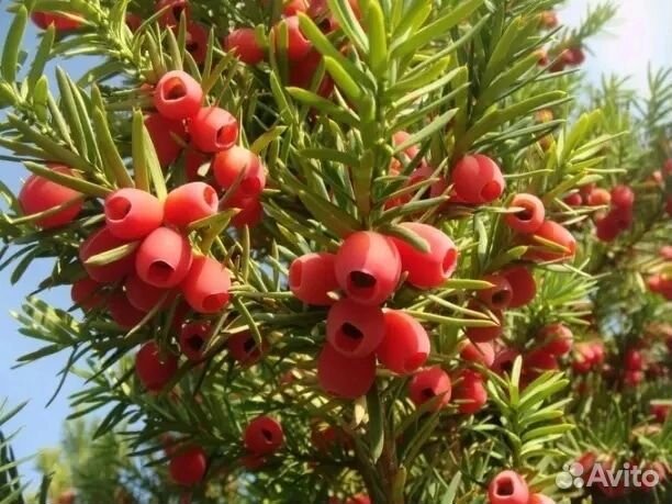 Саженцы Тис ягодный