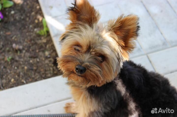 Мини- Йорк для вязки