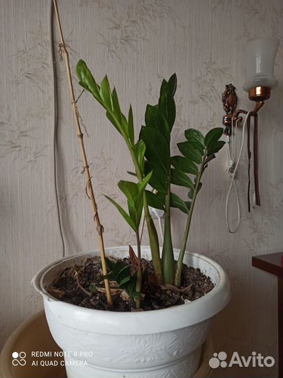 Замиокулькас