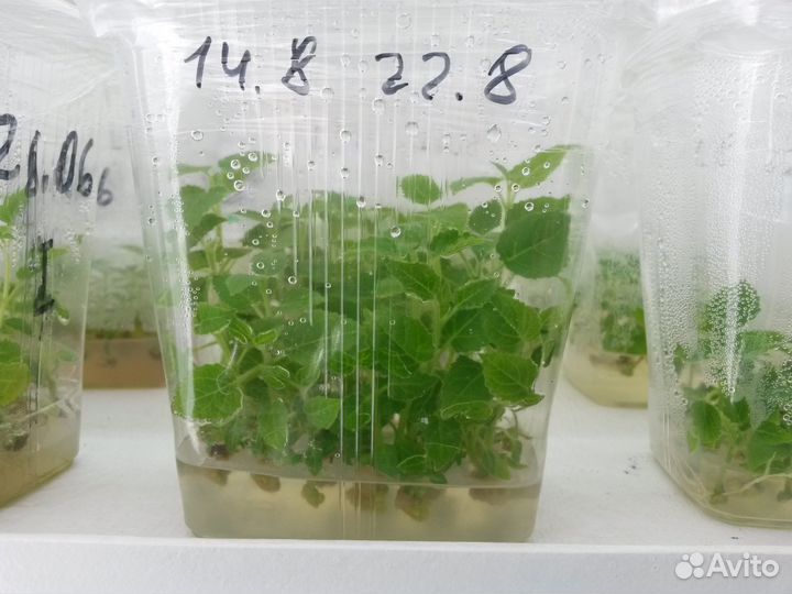 Саженцы и крупные деревья павловнии