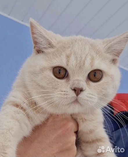 Британские котята