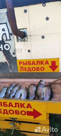 Клёвая рыбалка в Ледово