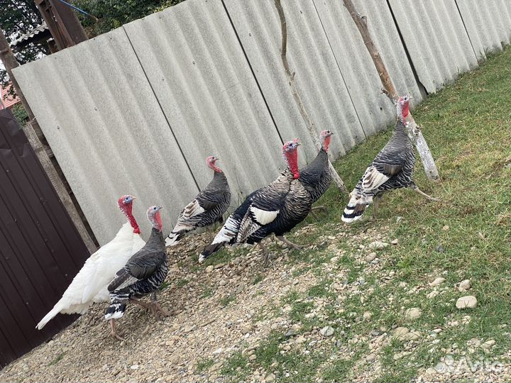 Индюки и индоутки