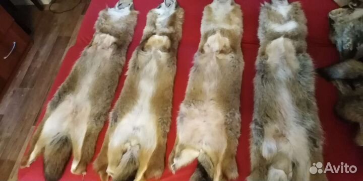 Шкуры шакала (степной волк)