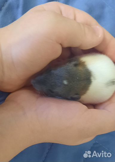 Маленькое счастье