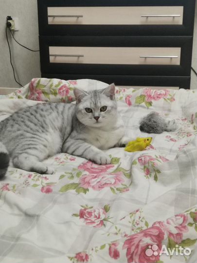 Шотландский кот вязка