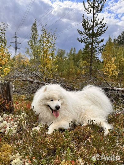 Самоед Вязка