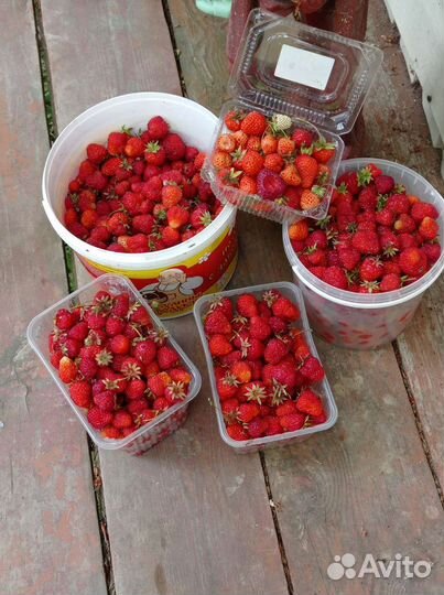 Рассада клубники