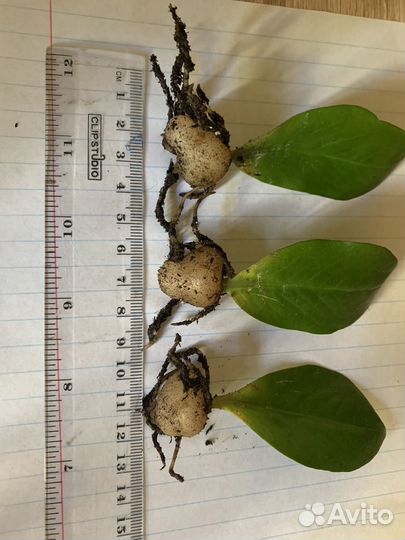 Замиокулькас листики