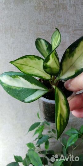 Хойи продажа