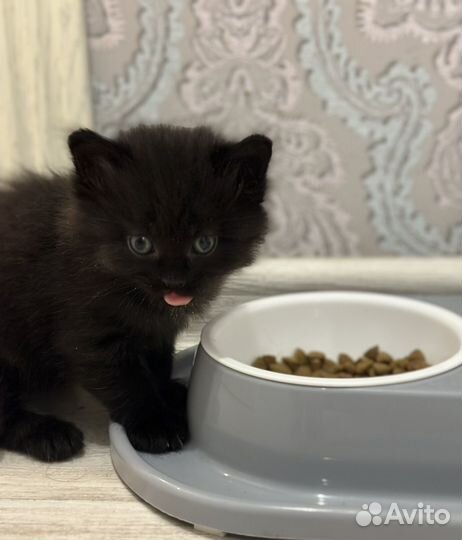 Коты и кошки бесплатно
