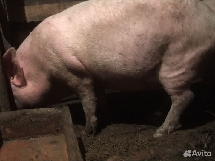 Продам свинью поросная