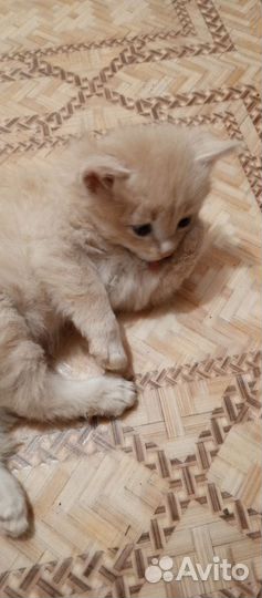 Очаровательный котенок