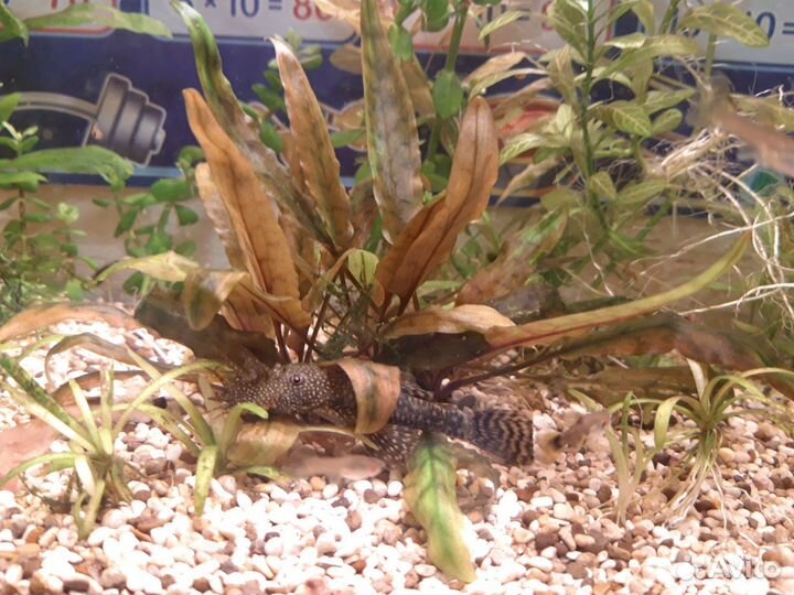 Аквариумные рыбки и растения