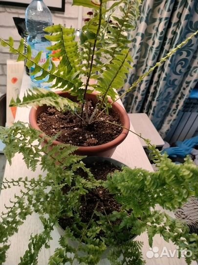 Папоротник