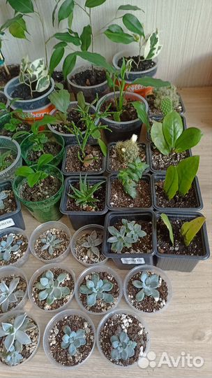 Комнатные растения