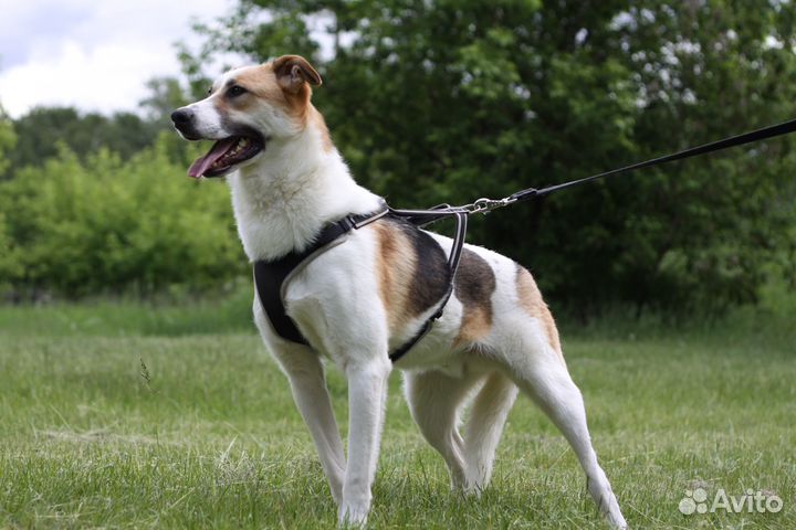 Роскошный пёс из приюта в поисках любящей семьи