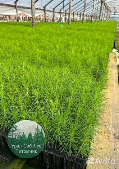 Зкс и окс Сосна Ель Лиственница сеянцы Голуб горн