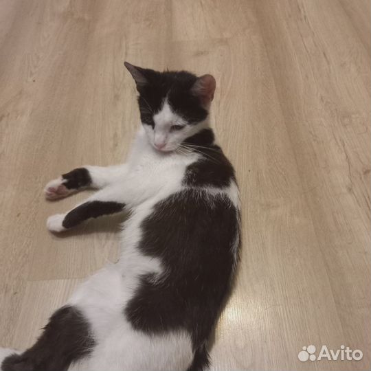 Кошечка ищет дом