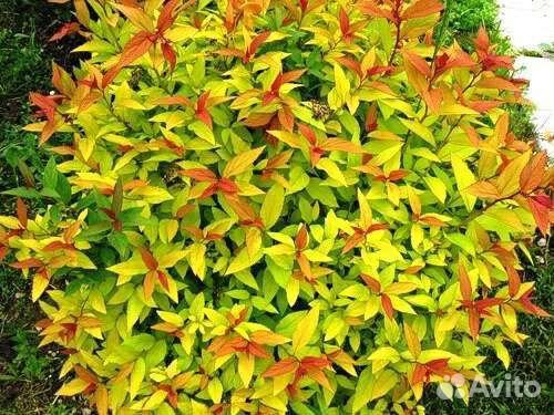 Спирея японская 30-40 см