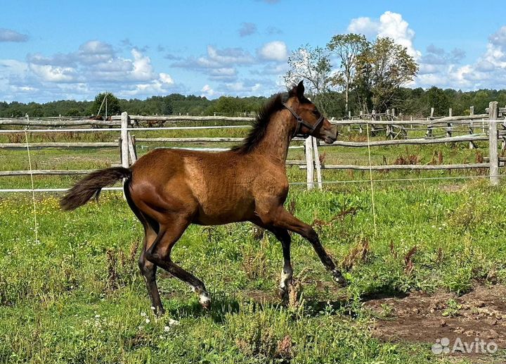 Продается красивый жеребенок кобыла