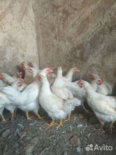 Индюки Биг 6 и петушки.Домашные