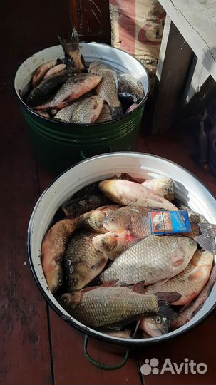 Карась живой