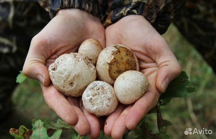 Дары/П Гриб Веселка муэр антродия Рейши Кордицепс