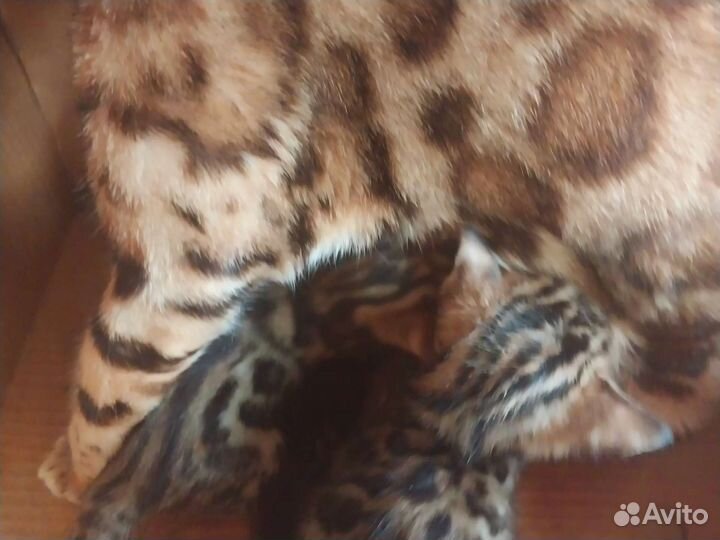 Бенгалы красочные леопарды