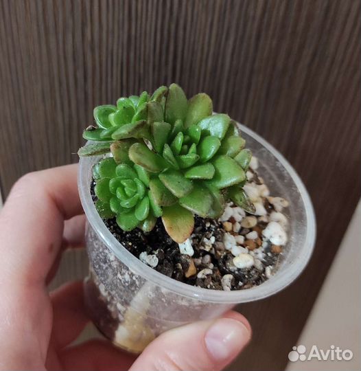 Эониум, Хойя Куртиси, Сигиллатис