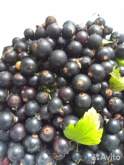 Черная, и красная смородина (саженцы)