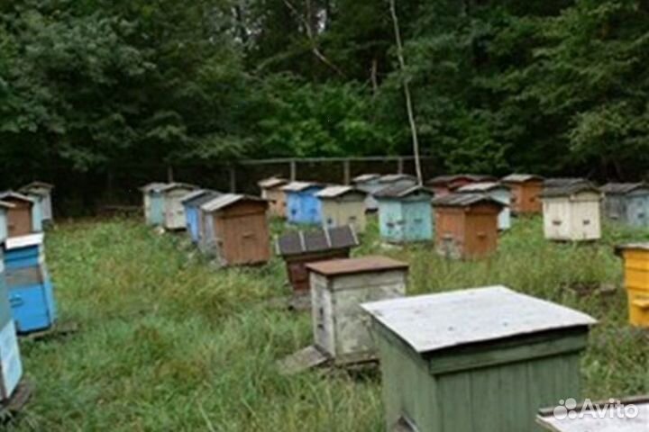 2023 года Мёд натуральный опт