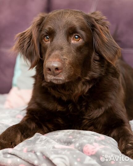 Шоколадная красотка Жаклин в поисках семьи