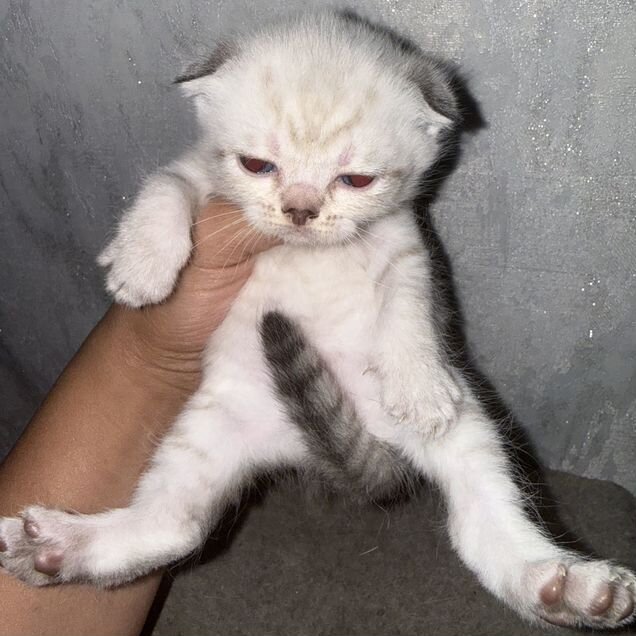 Шотландский вислоухий короткошёрстный котёнок