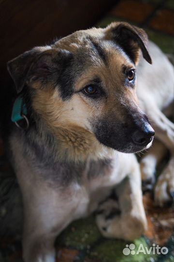 Собаке из приюта нужен дом