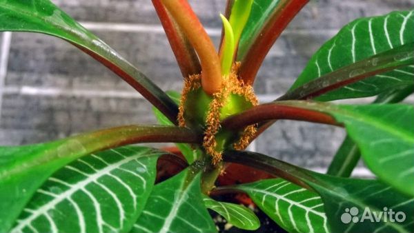 Молочай (Эуфорбия)