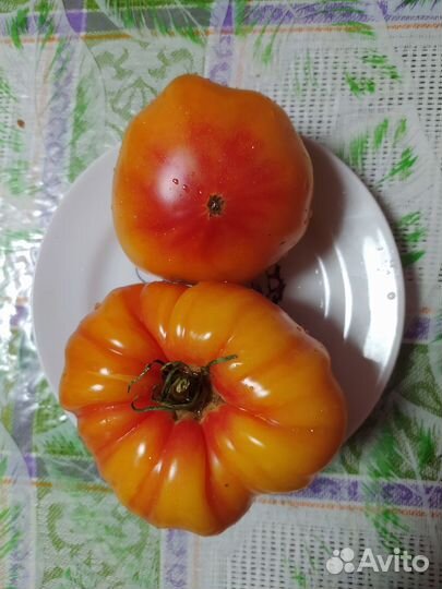 Семена коллекционных сортов томатов