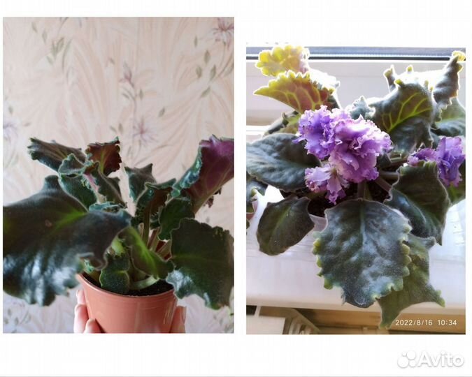 Цветы комнатные