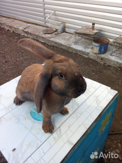 Кролики породы французский баран