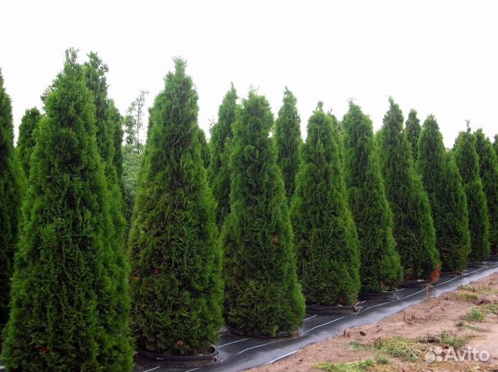 Туи вип класса