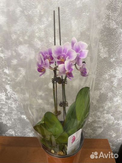 Орхидея фаленопсис