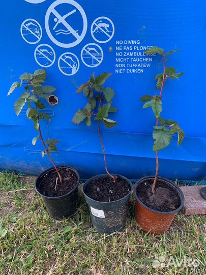 Саженци:Ежевика Вождь Джозеф, Натчез